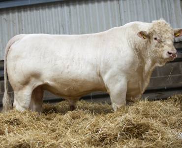 Cockerington-Herdsman-5.jpg