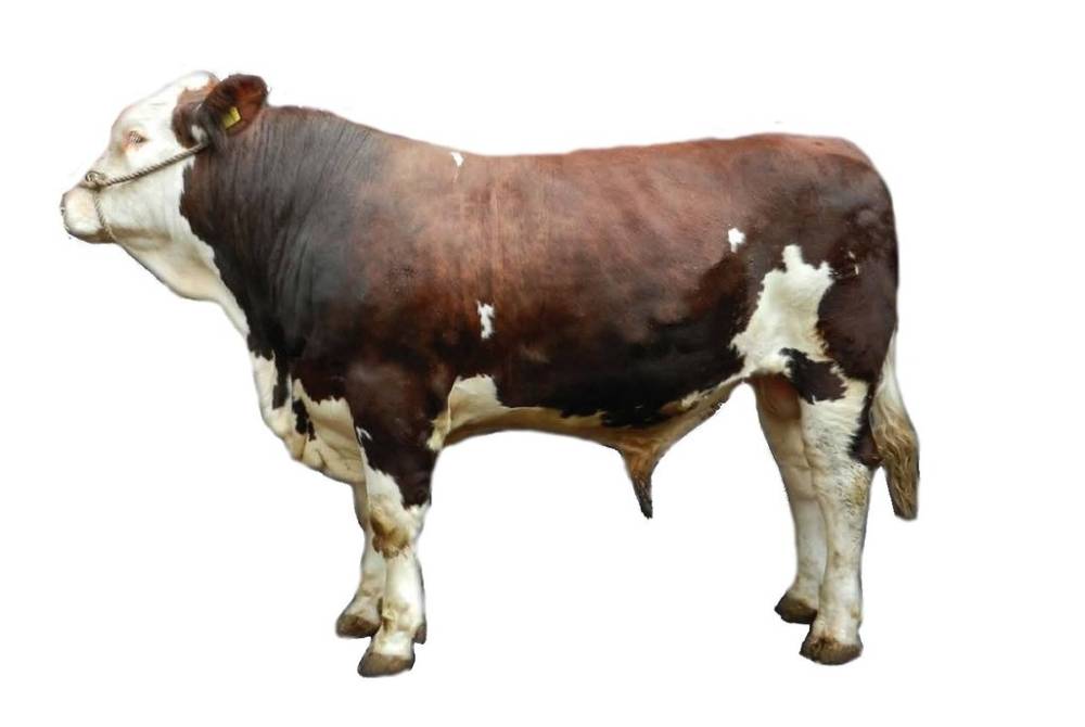 Blackombe Esquire - Montbeliarde