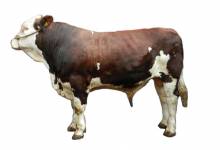 Blackombe Esquire - Montbeliarde