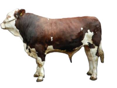Blackombe Esquire - Montbeliarde