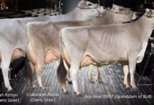 Farrick Armani - Brown Swiss