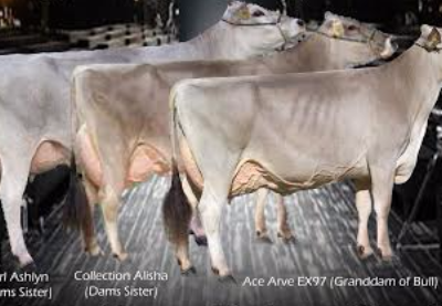 Farrick Armani - Brown Swiss