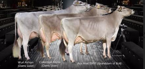 Farrick Armani - Brown Swiss