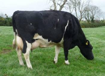 Inch Patrick - Freisian - dairy bull