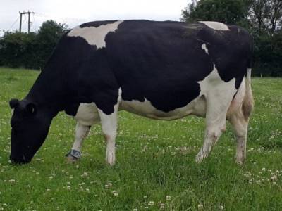 Friesian - Kirkby Marriott