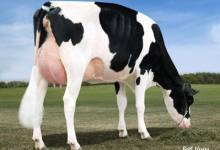 Fabrick Monte Carlo - Holstein dairy sire