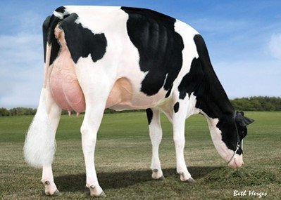Fabrick Monte Carlo - Holstein dairy sire
