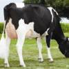 Roebridge Commander - Dairy Sire