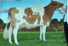 Latifa Legend Yoda - Guernsey