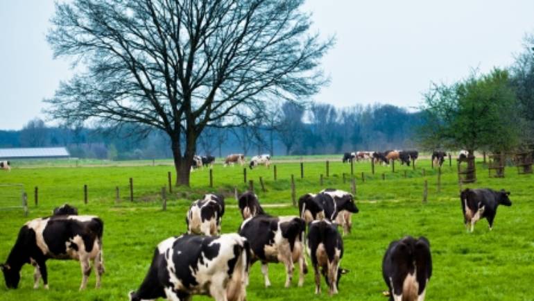 Breeding dairy using genomics for a better herd