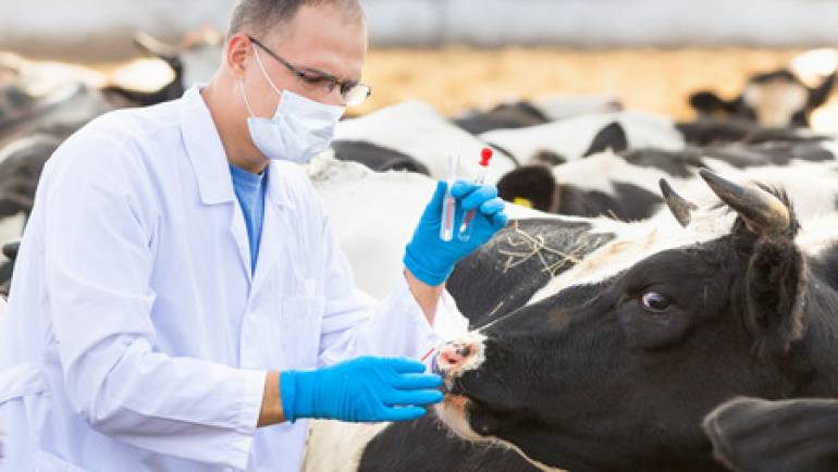 IBR – infectious bovine rhinotracheiti