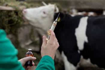 TB - Bovine Tuberculosis
