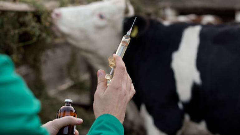 TB – Bovine Tuberculosis