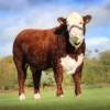 Shraden 1 Navas - Hereford - close up
