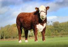 Shraden 1 Navas - Hereford - close up