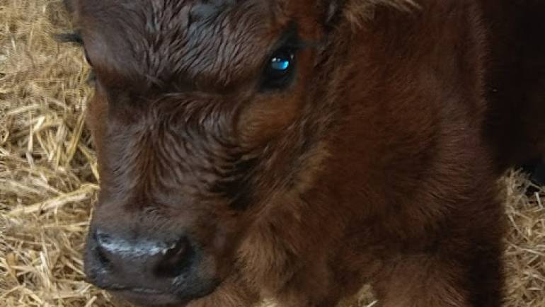 Suckler herd – Improving the genetics