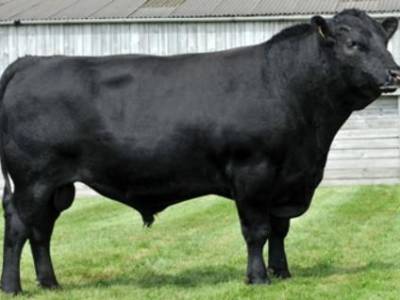 Melview Gordon - Aberdeen Angus - Dairy sires