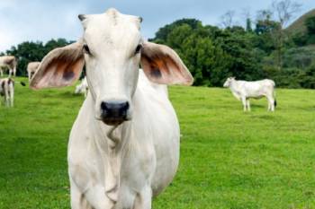Brazilian Beef