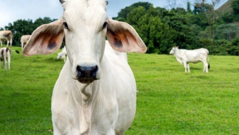Brazilian Beef Industry