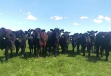 Aberdeen Angus DNA Testing