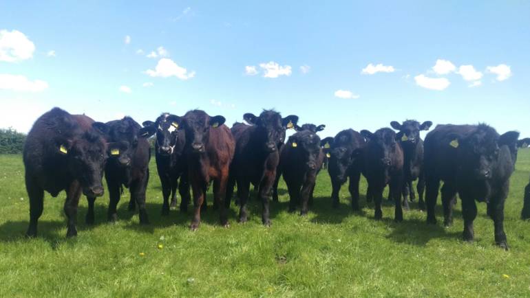 DNA Testing Aberdeen Angus