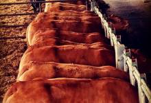 Genetic Traits - Limousin