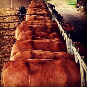 Genetic Traits - Limousin