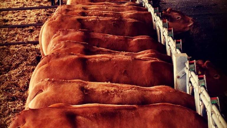 Genetic traits in cattle worth over £360 per head