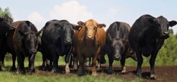 Beef Efficiency Scheme - Tissue tagging