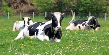 Dairy Farming in Ireland