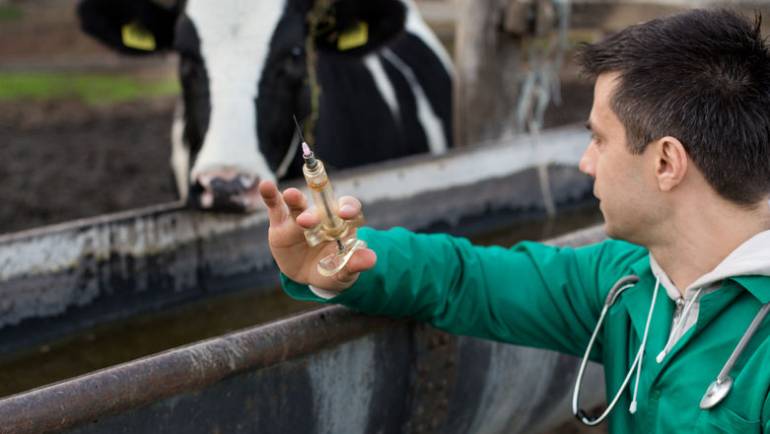 Bluetongue virus found in cattle imported from France