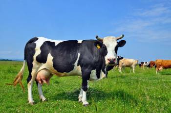 Mastitis Management