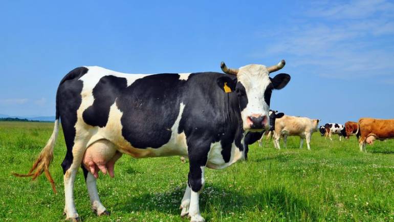 Mastitis management tool launched