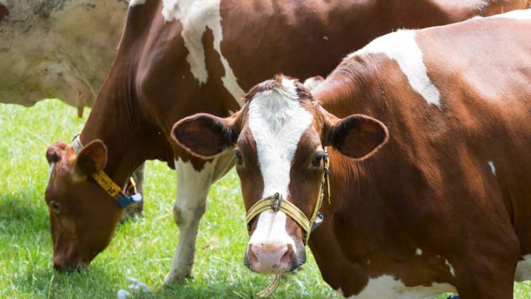 BSE discovered on Scottish farm