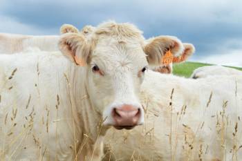 Charolais Beef cattle Breed