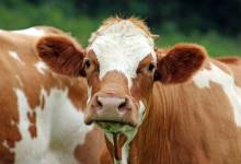 Simmental Dual Purpose Breed