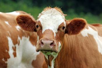 Simmental Dual Purpose Breed