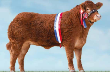 Limousin Cattle - Red Ladies Derby