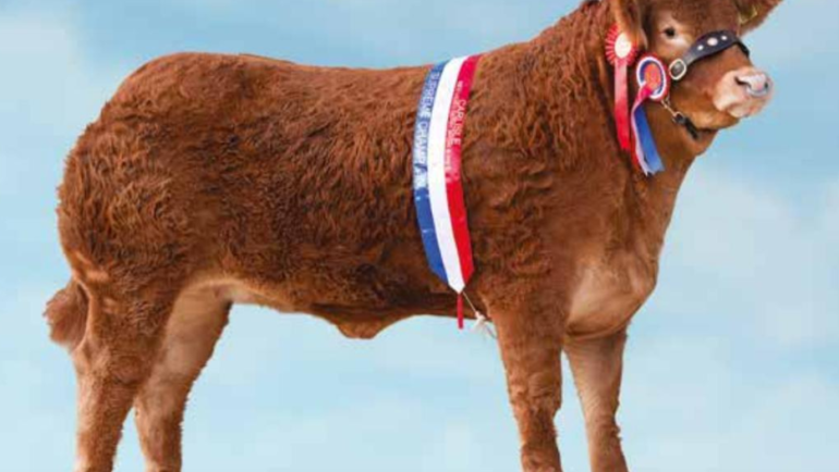 Limousin Cattle – Red Ladies Derby