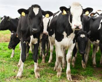 Bovine Genetics