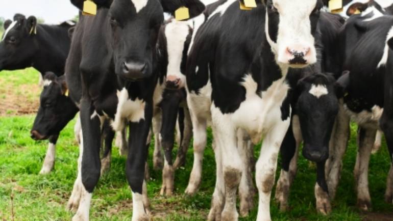 Bovine genetics has much changed?