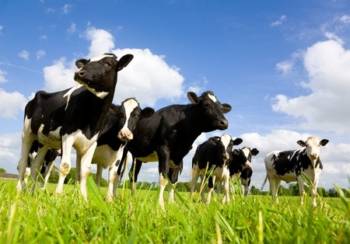 Cattle Genetics