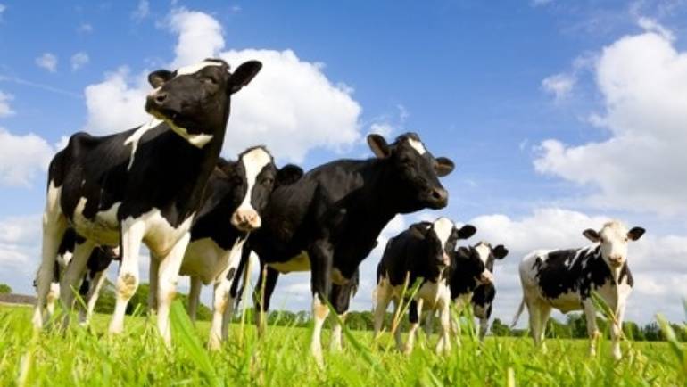 Don’t gamble with your cattle genetics