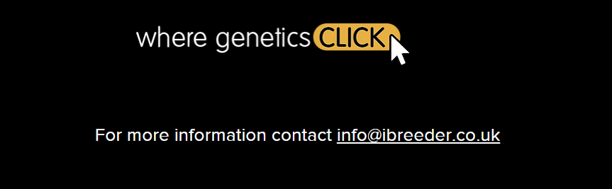 ibreeder where genetics click